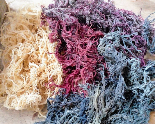 Gold, Purple, Green and Full Spectrum Sea Moss - What's the Difference?