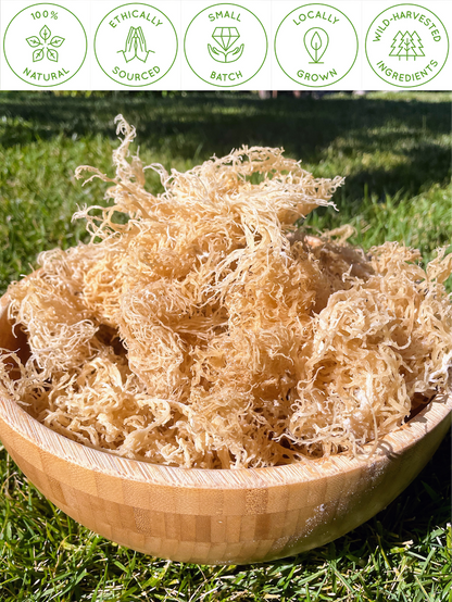 BULK WHOLESALE GOLD Raw Natural Sea Moss from St. Lucia | Wildcrafted | Superfood