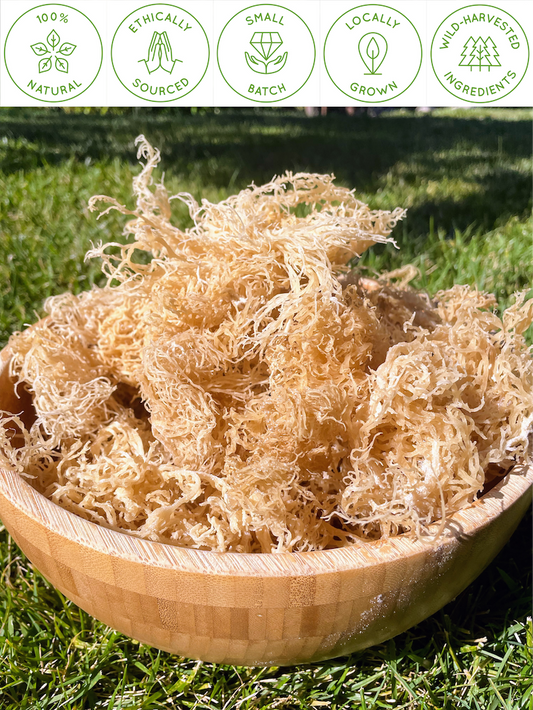 Retail GOLD Raw Natural Sea Moss from St. Lucia | Wildcrafted | Superfood
