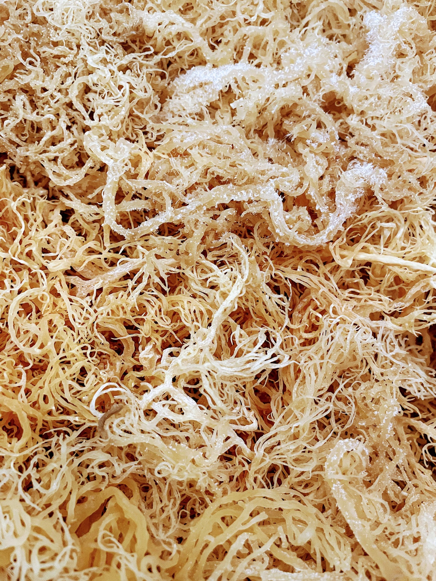BULK WHOLESALE GOLD Raw Natural Sea Moss from St. Lucia | Wildcrafted | Superfood